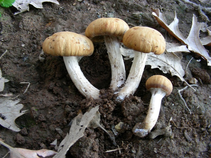940 Febbraio vecchio ritrovamento